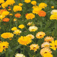 Goudsbloem Calendula Pacific Beauty - Mix geel-oranje-wit 2,5 m² - Bloemzaden - Moestuin