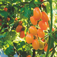 Tomaat Solanum Dolly F1 geel 2 m² - Groentezaden - Zaden