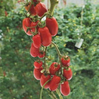 Tomaat Solanum Super Roma rood 2 m² - Groentezaden - Groentezaden