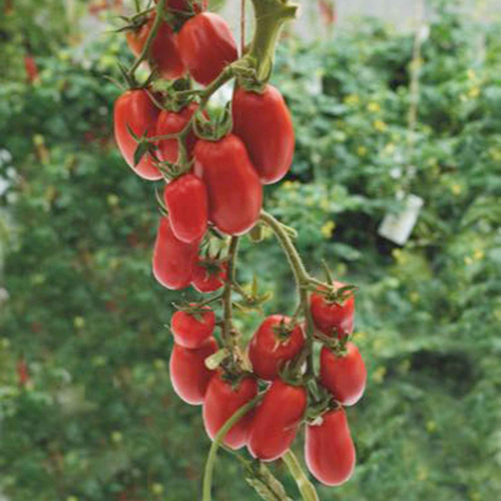 Tomaat Solanum Super Roma rood 2 m² - Groentezaden - Groentezaden