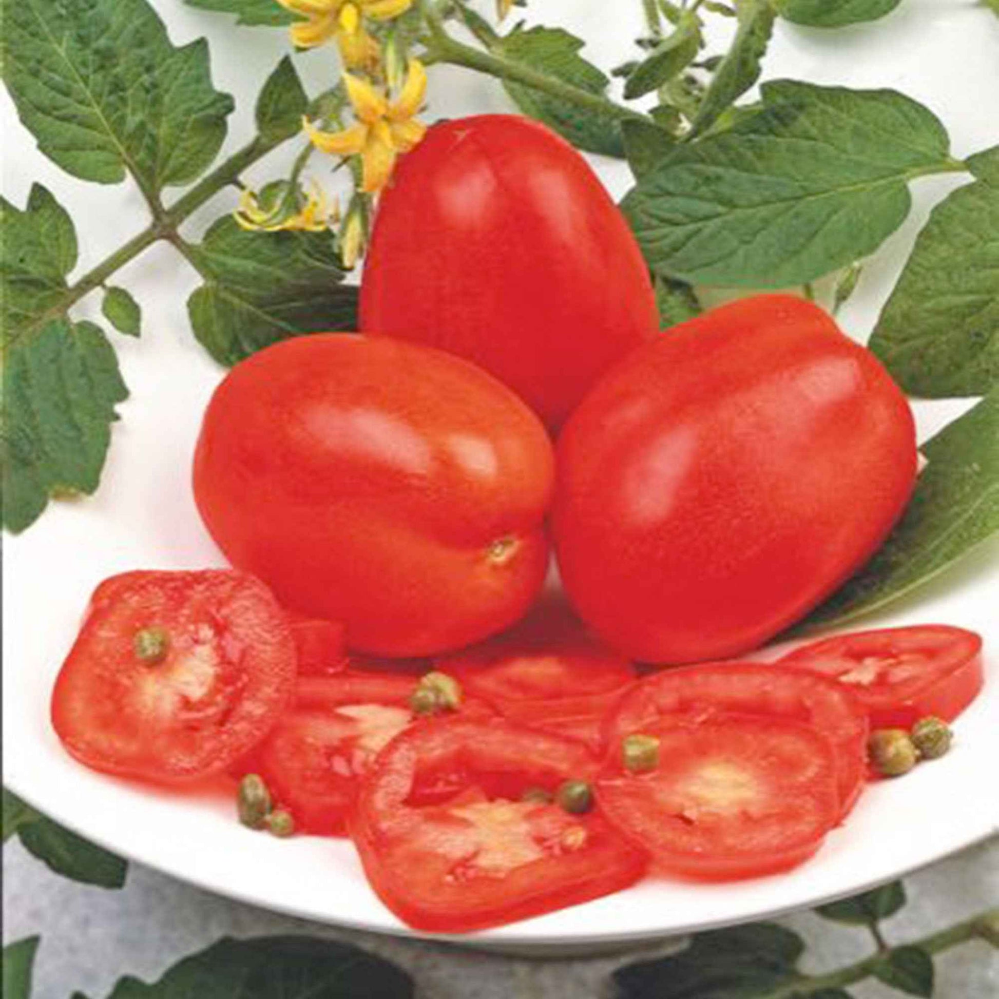Tomaat Solanum Super Roma rood 2 m² - Groentezaden - Moestuin