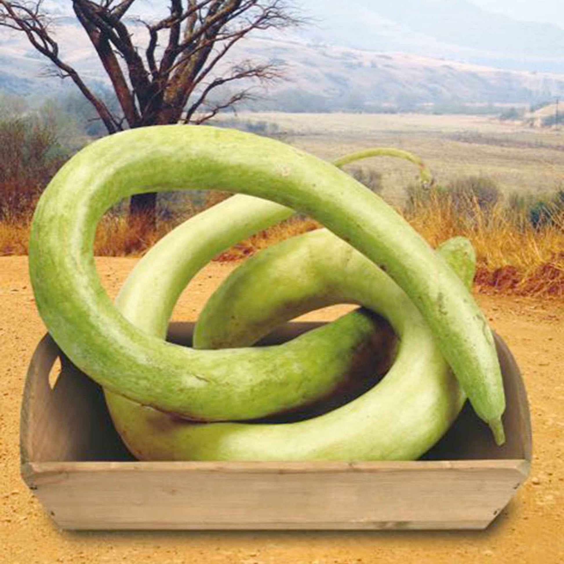 Pompoen Lagenaria Cucuzi Italian Snake groen 6 m² - Groentezaden - Groentezaden
