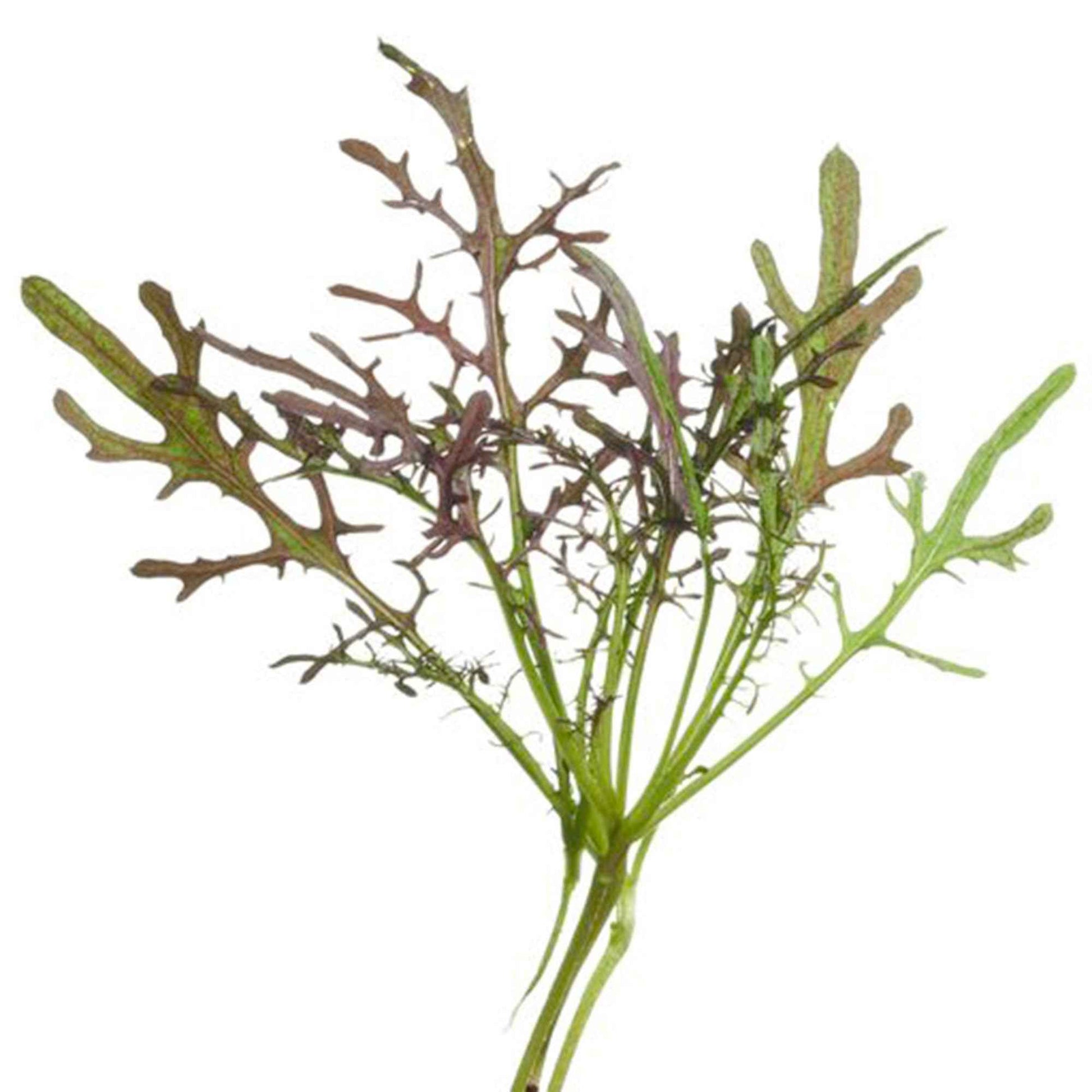 Mosterd Brassica Red Frills - Kruidenzaden - Kruidenzaden
