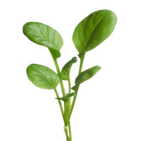 Tatsoi Brassica narinosa - Groentezaden - Kool