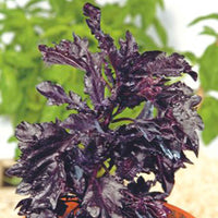 Basilicum Purple Ruffles - Kruiden