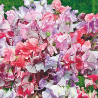 Siererwt Lathyrus Unwin roze 2 m² - Bloemzaden - Wilde tuin