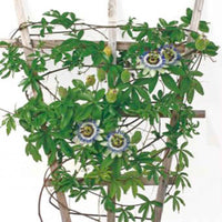 Passiebloem Passiflora caerulea blauw 5 m² - Bloemzaden - Bloemzaden