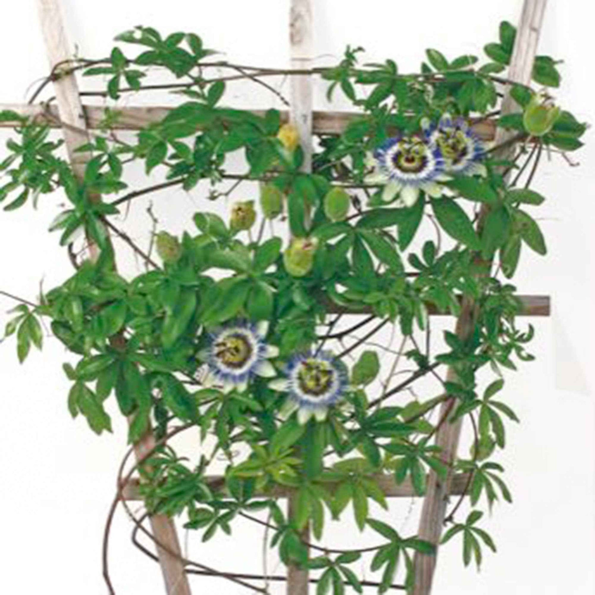 Passiebloem Passiflora caerulea blauw 5 m² - Bloemzaden - Wilde tuin
