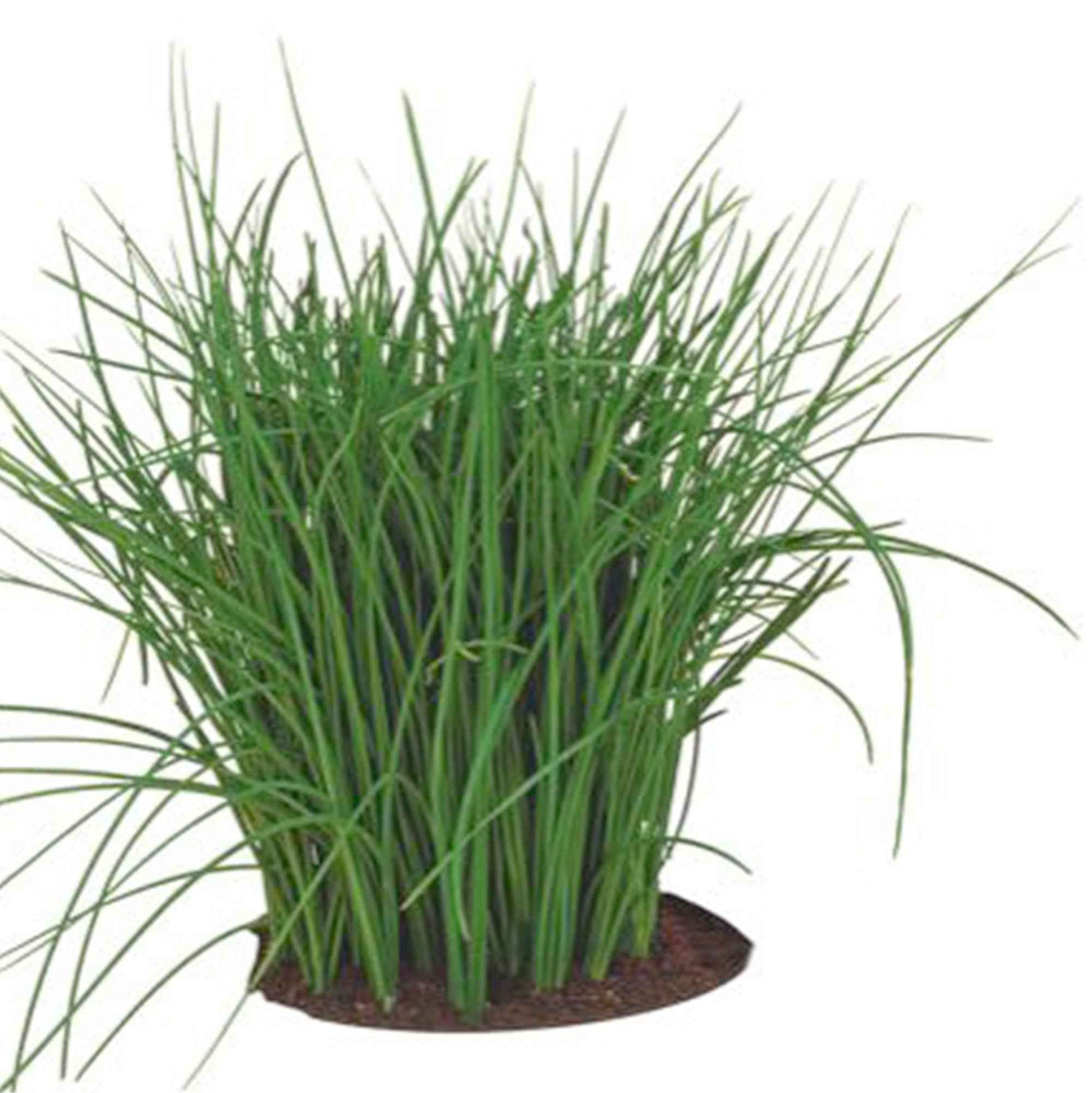 Bieslook Allium Prager - Biologisch 4 m² - Kruidenzaden - Kruidenzaden