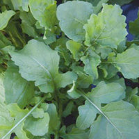 Rucola Eruca sativa - Biologisch 7 m² - Kruidenzaden - Groente kweekset