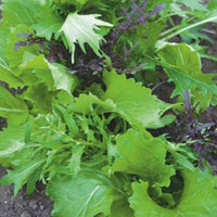 Mesclun Brassica chinennis - Biologisch 3 m² - Groentezaden - Biologische groente