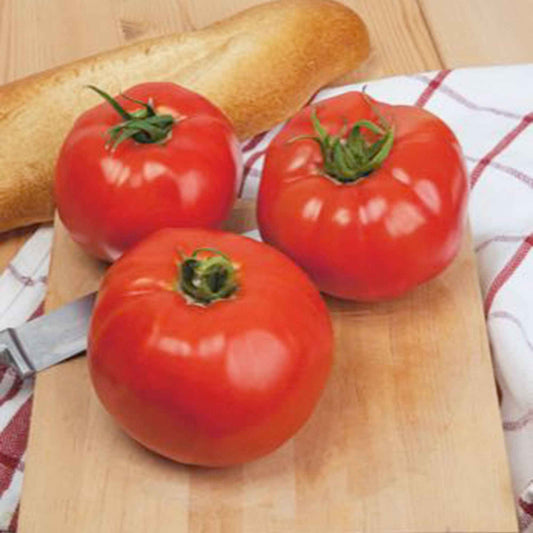 Tomaat Solanum Ace - Biologisch 25 m² - Groentezaden - Biologische groente