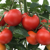 Tomaat Solanum Matina - Biologisch 10 m² - Groentezaden - Biologische groente