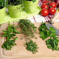 Keukenkruiden - Mix incl. groene potten en tray - Kruidenzaden - Kruiden