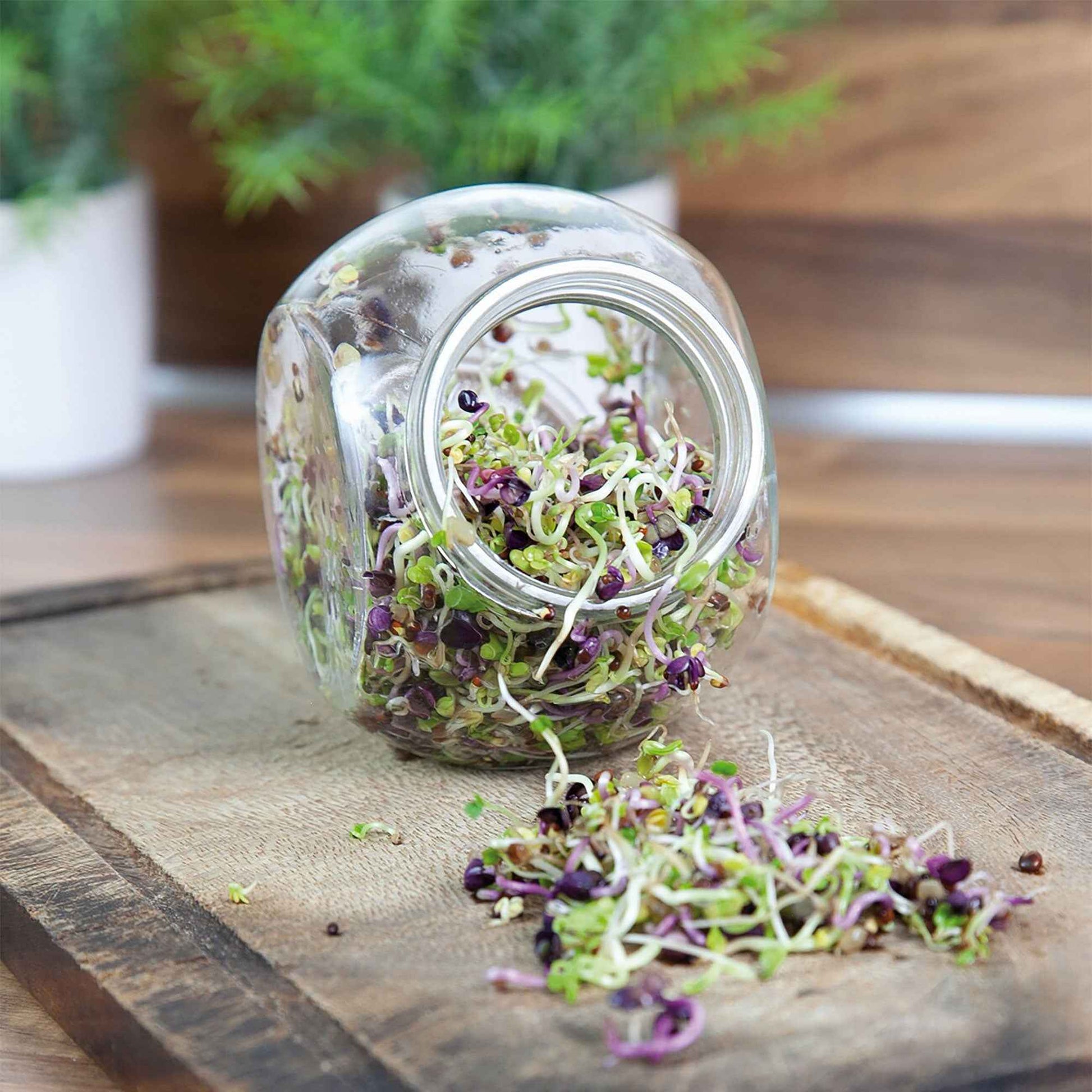 Kiemgroente Pikante salade Mix - Biologisch incl. kweekset - Groentezaden - Groentezaden