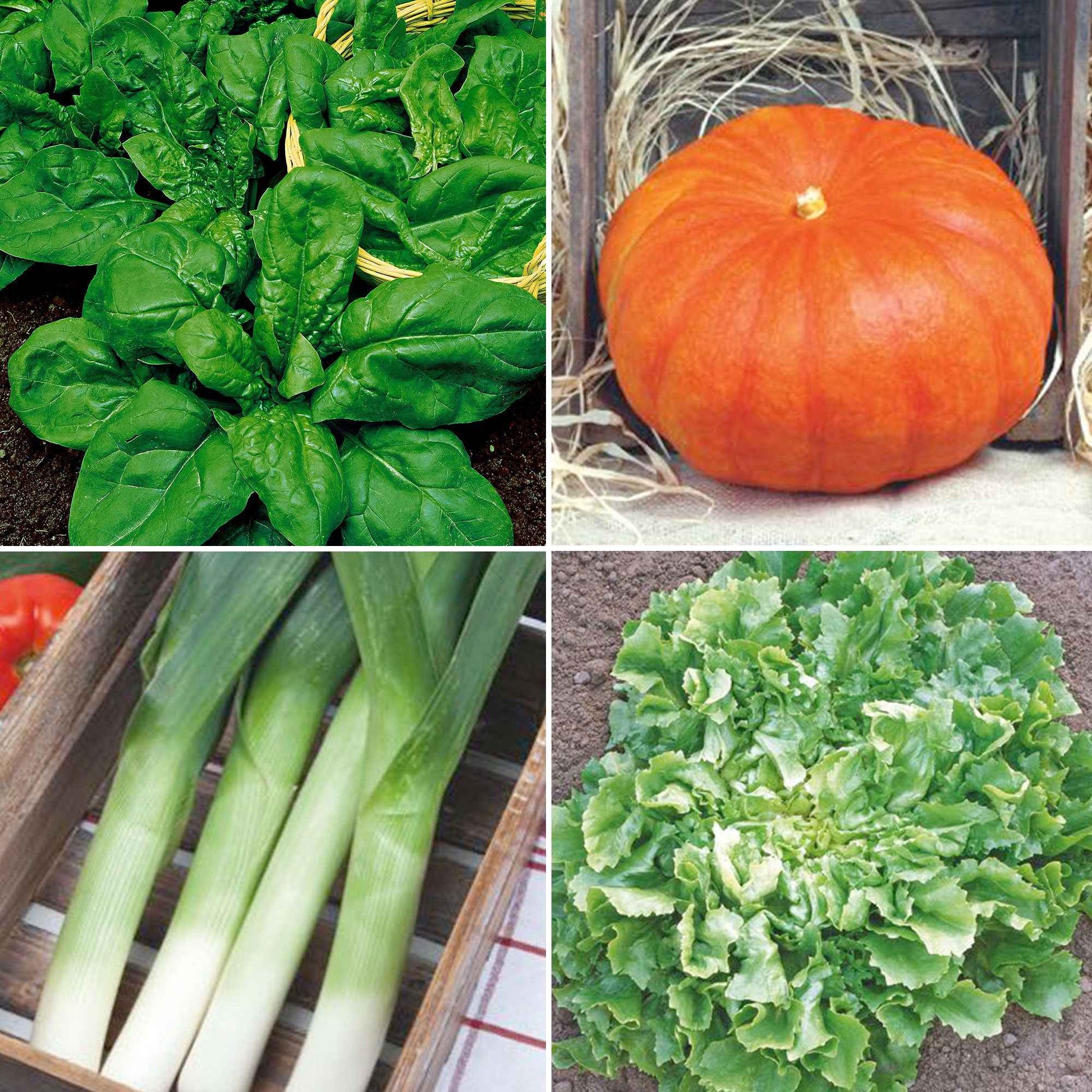 Herfstgroenten pakket Heerlijke Herfst - Biologisch - Groentezaden - Doe-het-zelf-groentepakket