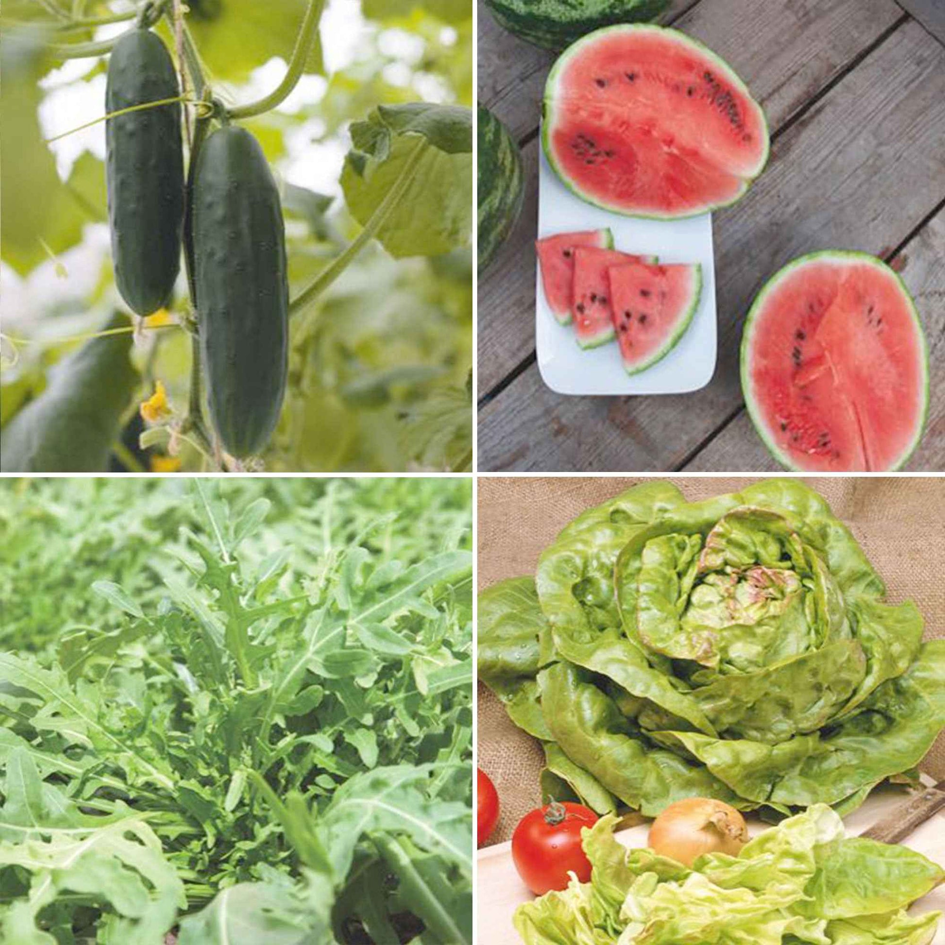 Zomerpakket Zalige Zomer - Biologische groentezaden, kruidenzaden, fruitzaden - Doe-het-zelf-groentepakket