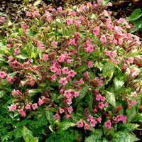 Longkruid Pulmonaria Bubblegum Roze - Bio - Winterhard - Groenblijvende tuinplanten