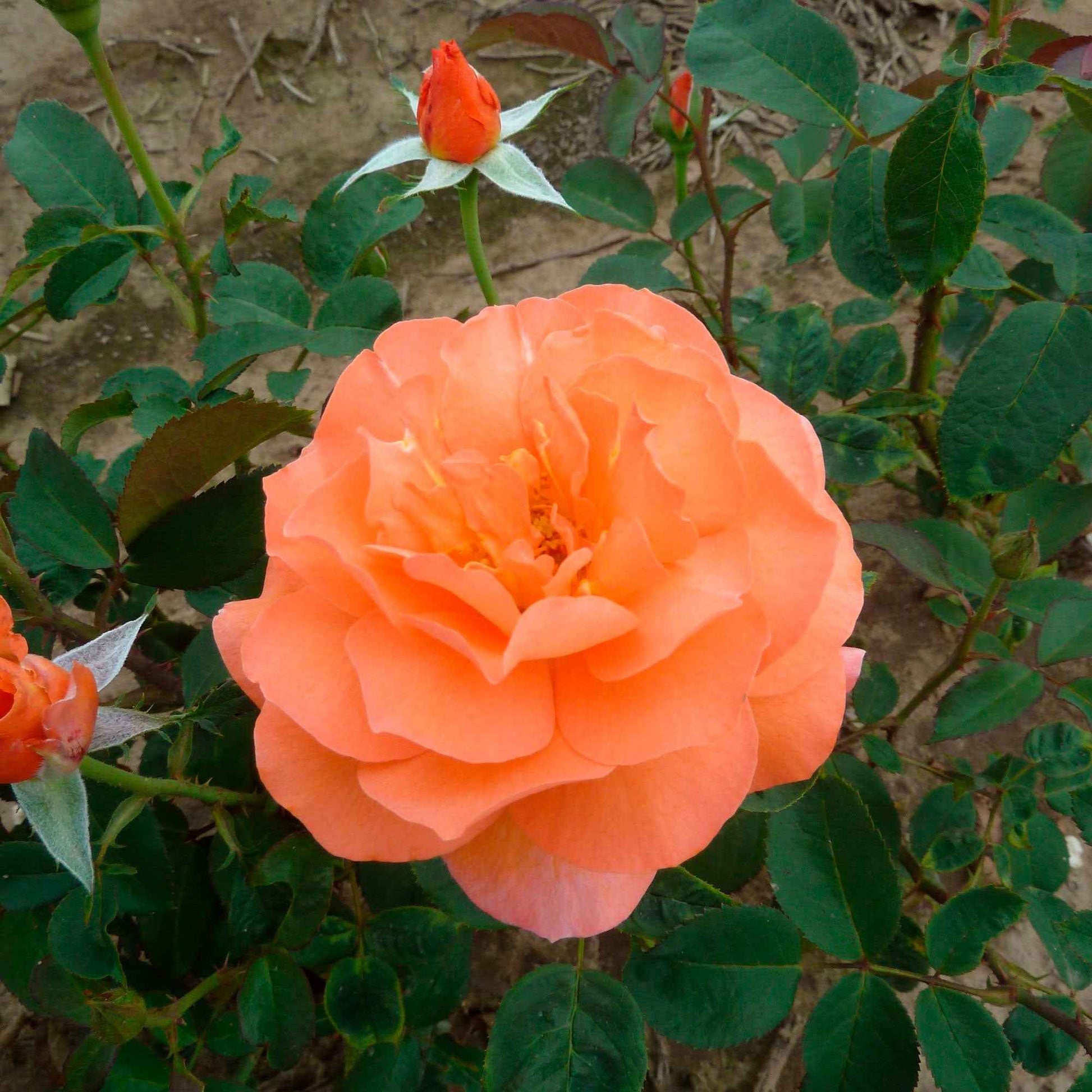 Grootbloemige roos Rosa Tea Time ® Oranje - Winterhard - Plant eigenschap