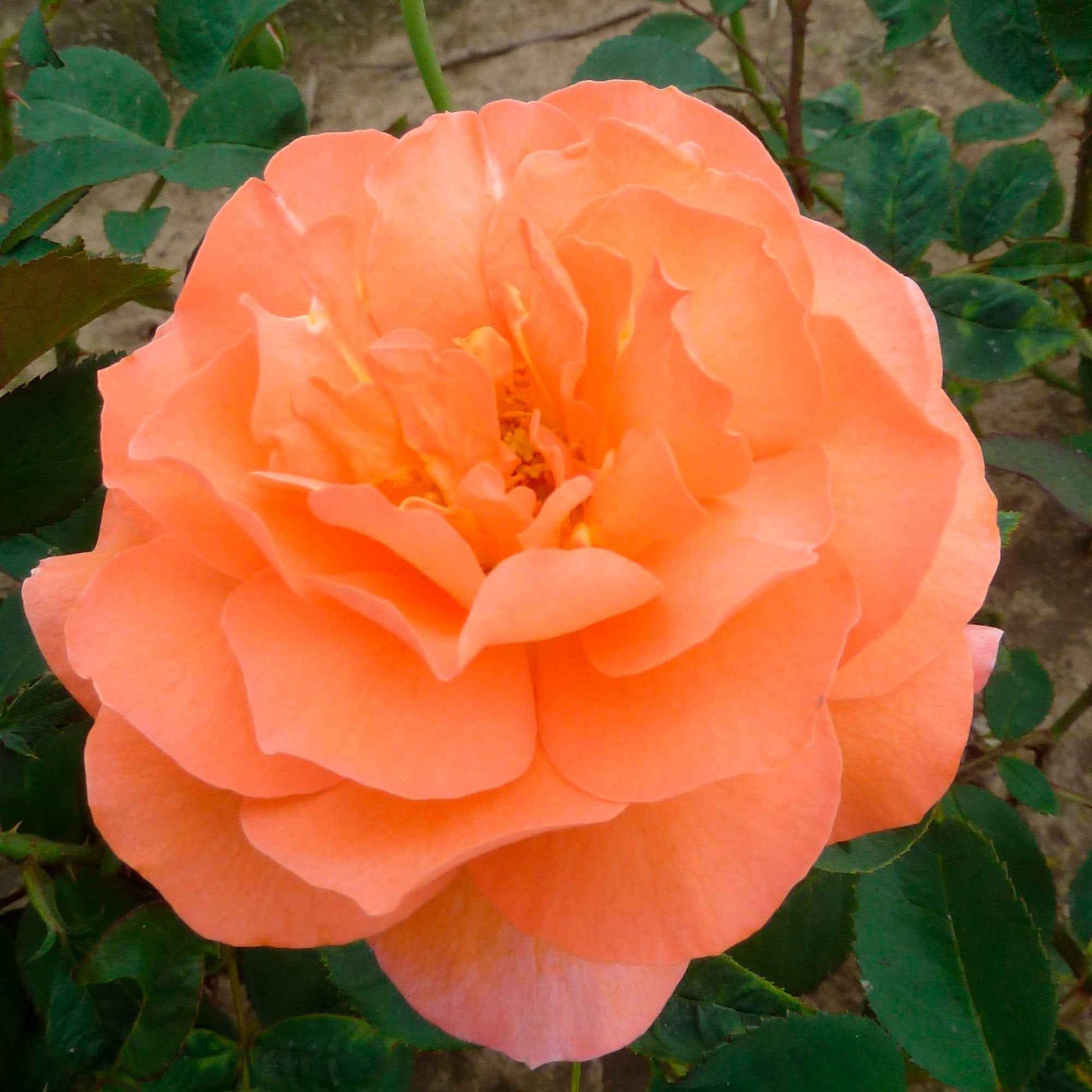 Grootbloemige roos Rosa Tea Time ® Oranje - Winterhard - Plantsoort