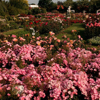 Bodembedekkende roos Rosa Fortuna ® - Winterhard Roze - Bodembedekkende rozen