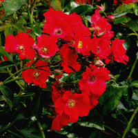 Bodembedekkende roos Rosa Weg der Sinne ® Rood - Winterhard - Bodembedekkende rozen