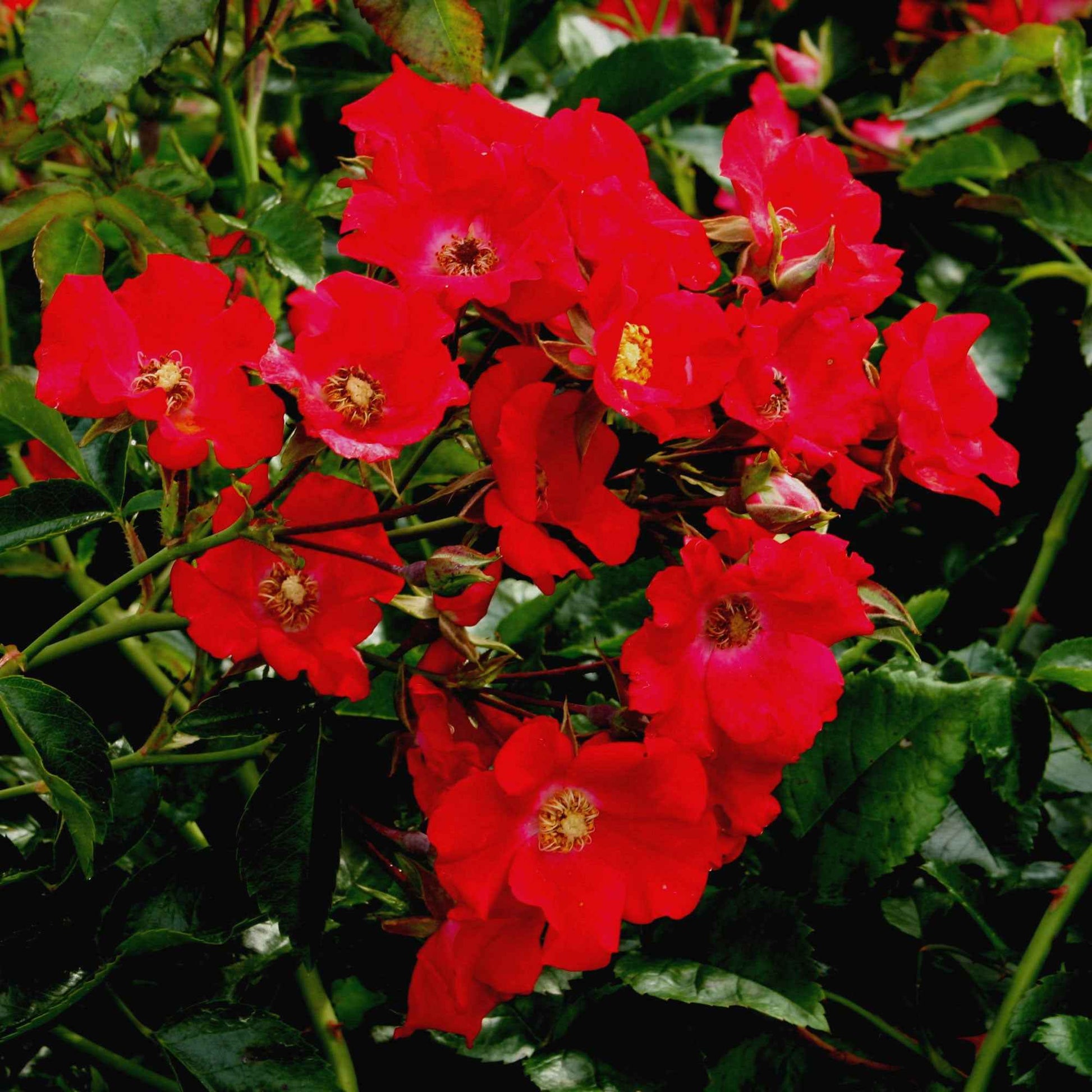 Bodembedekkende roos Rosa Weg der Sinne ® Rood - Winterhard - Bodembedekkende rozen