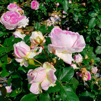 Trosroos Rosa Saphir ® Paars - Winterhard - Plantsoort