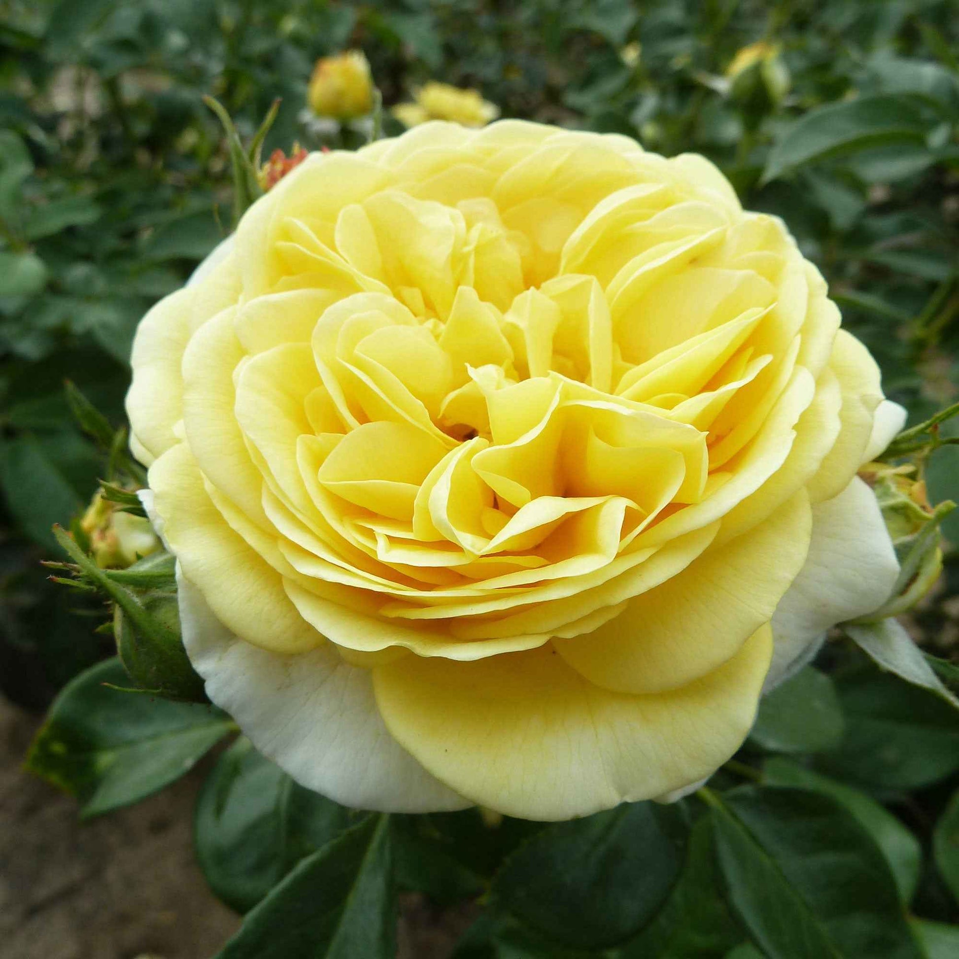 Trosroos Rosa Inka geel - Winterhard - Plantsoort