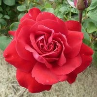 Rosa Störtebeker ® Grootbloemige roos Rood - Winterhard - Plantsoort
