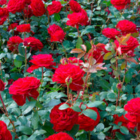 Rosa Störtebeker ® Grootbloemige roos Rood - Winterhard - Plant eigenschap
