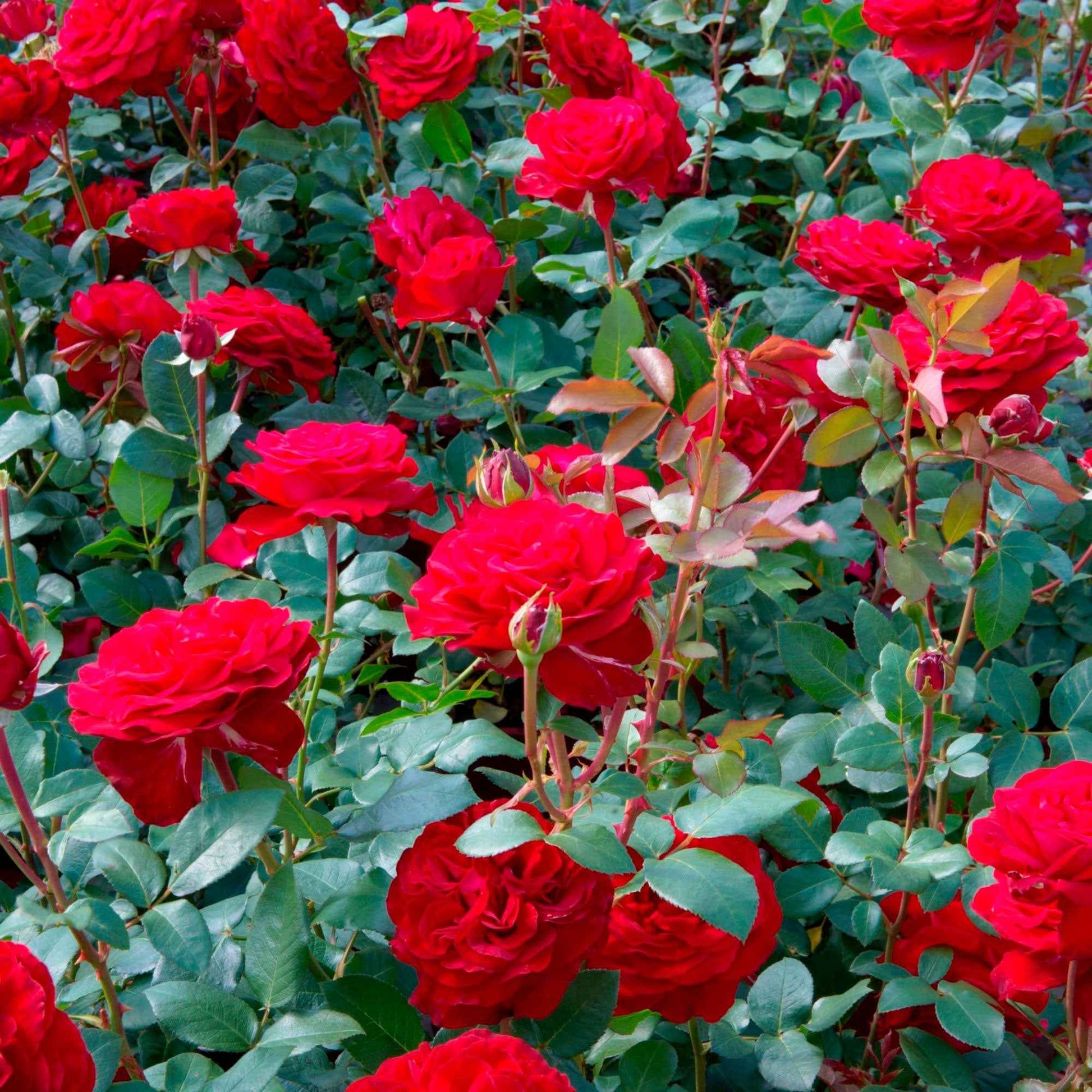 Rosa Störtebeker ® Grootbloemige roos Rood - Winterhard - Plant eigenschap
