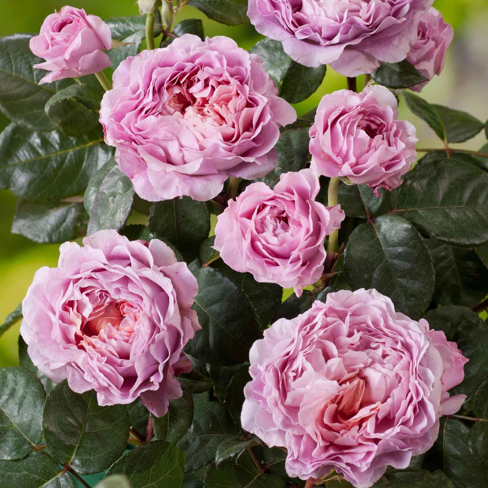 Grootbloemige roos Rosa Eisvogel ® Roze - Winterhard - Grootbloemige rozen