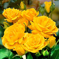 Stamroos Rosa Friesia ® Geel - Winterhard - Plant eigenschap