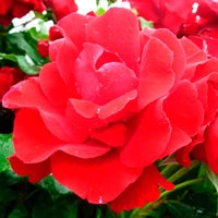 Stamroos Rosa Happy Wanderer ® Rood - Winterhard - Plant eigenschap
