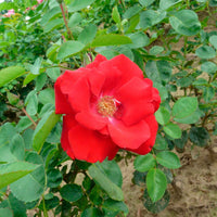 Klimroos Santana ® - Geurende rozen