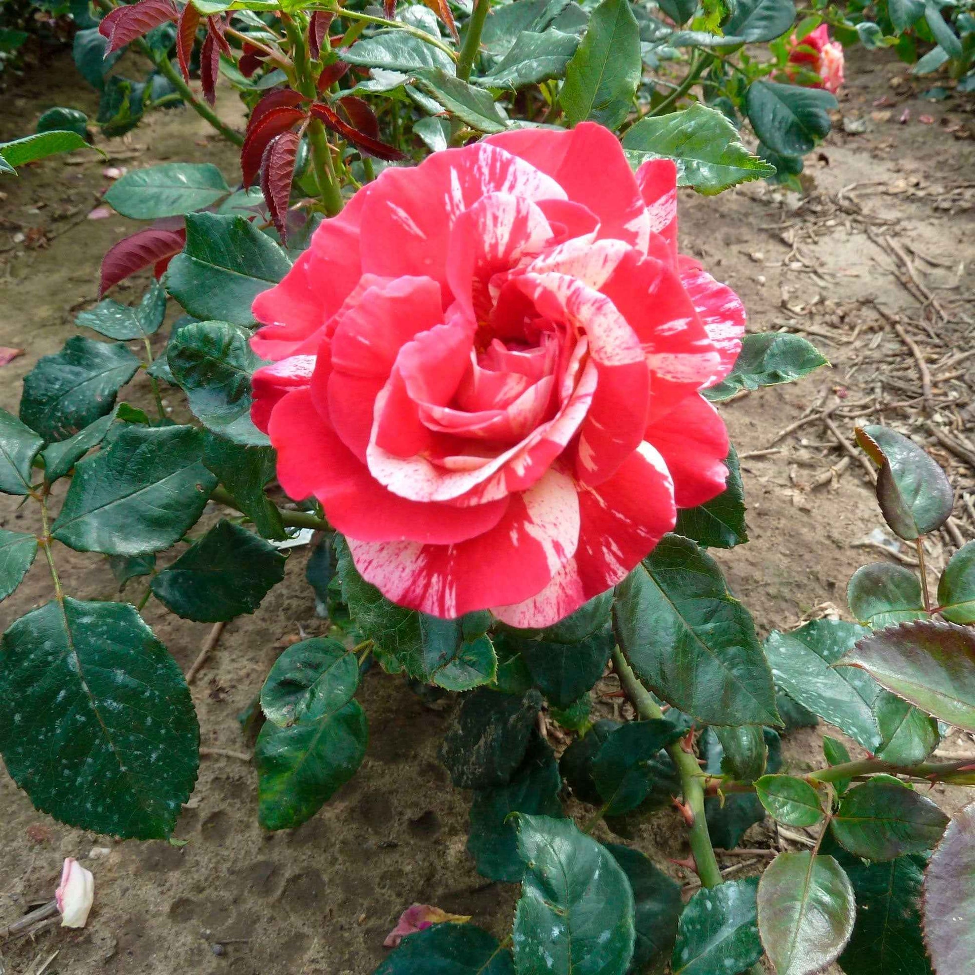 Grootbloemige roos Rosa Broceliande ® Rood-Geel - Winterhard - Plant eigenschap