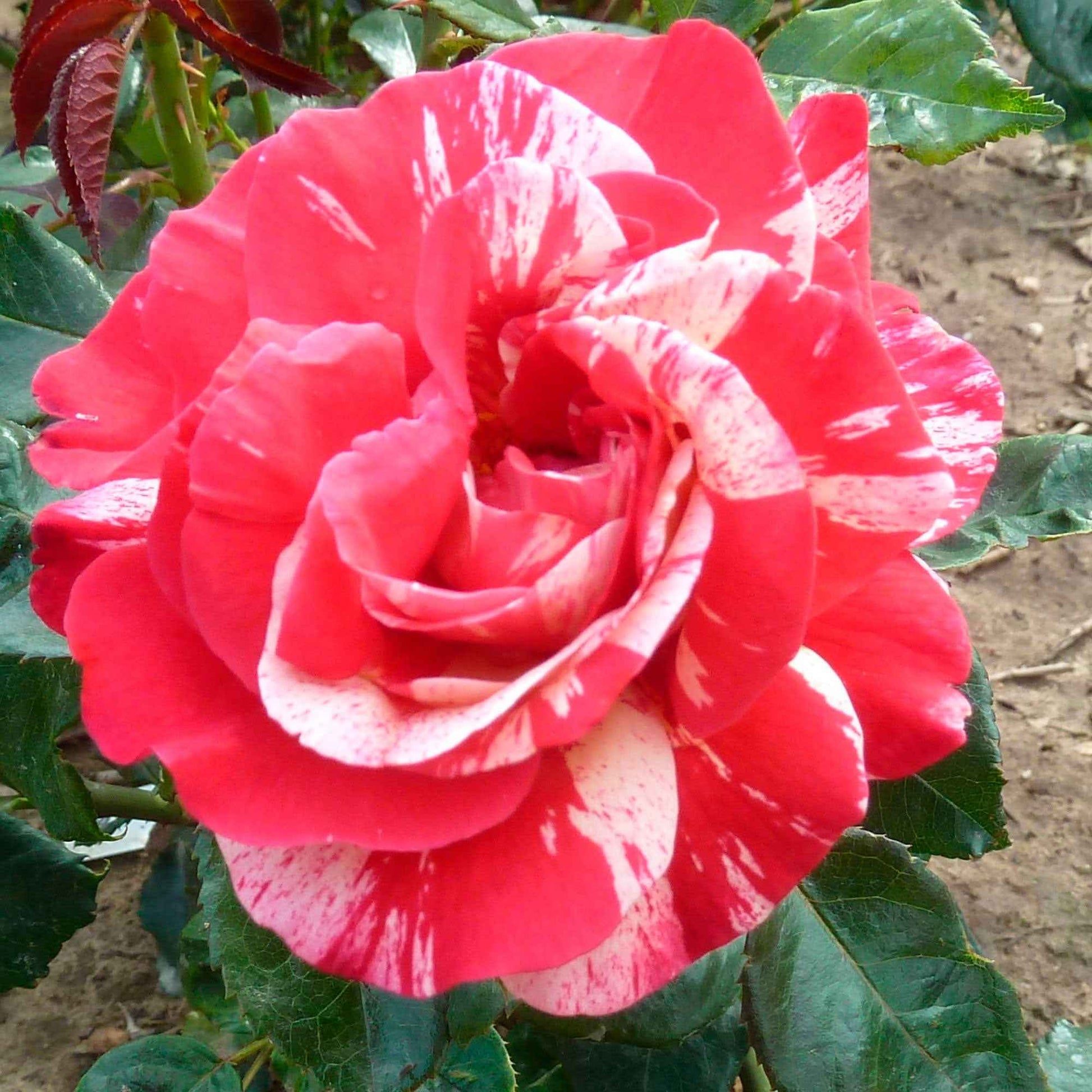 Grootbloemige roos Rosa Broceliande ® Rood-Geel - Winterhard - Plantsoort