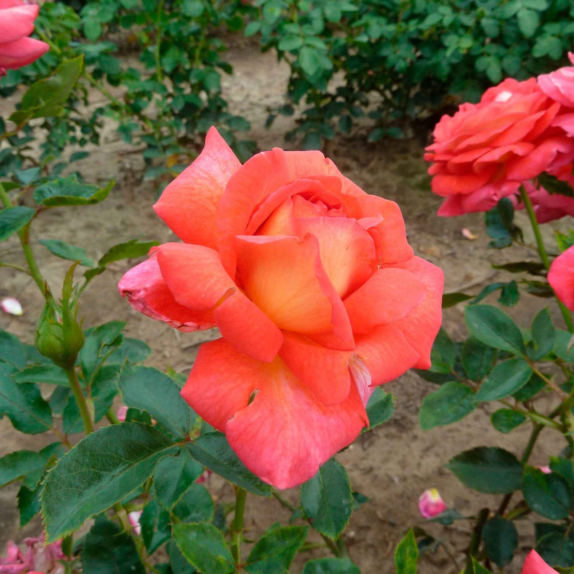 Grootbloemige roos Rosa Parfum de Grasse ® Geel-Roze - Winterhard - Plant eigenschap