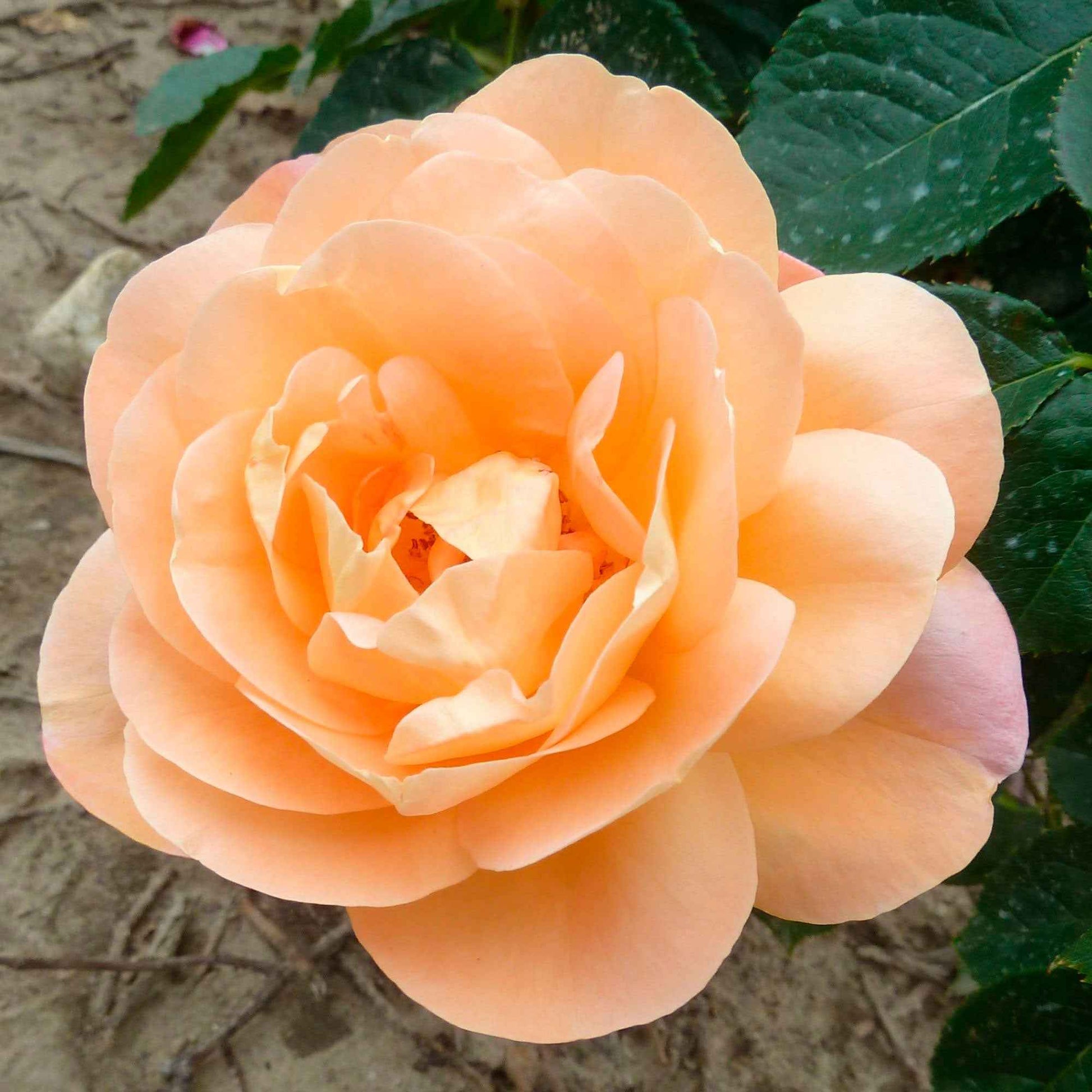 Grootbloemige roos Rosa Isabelle Autissier ® Roze-Geel - Winterhard - Plantsoort