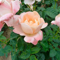 Grootbloemige roos Rosa Isabelle Autissier ® Roze-Geel - Winterhard - Grootbloemige rozen