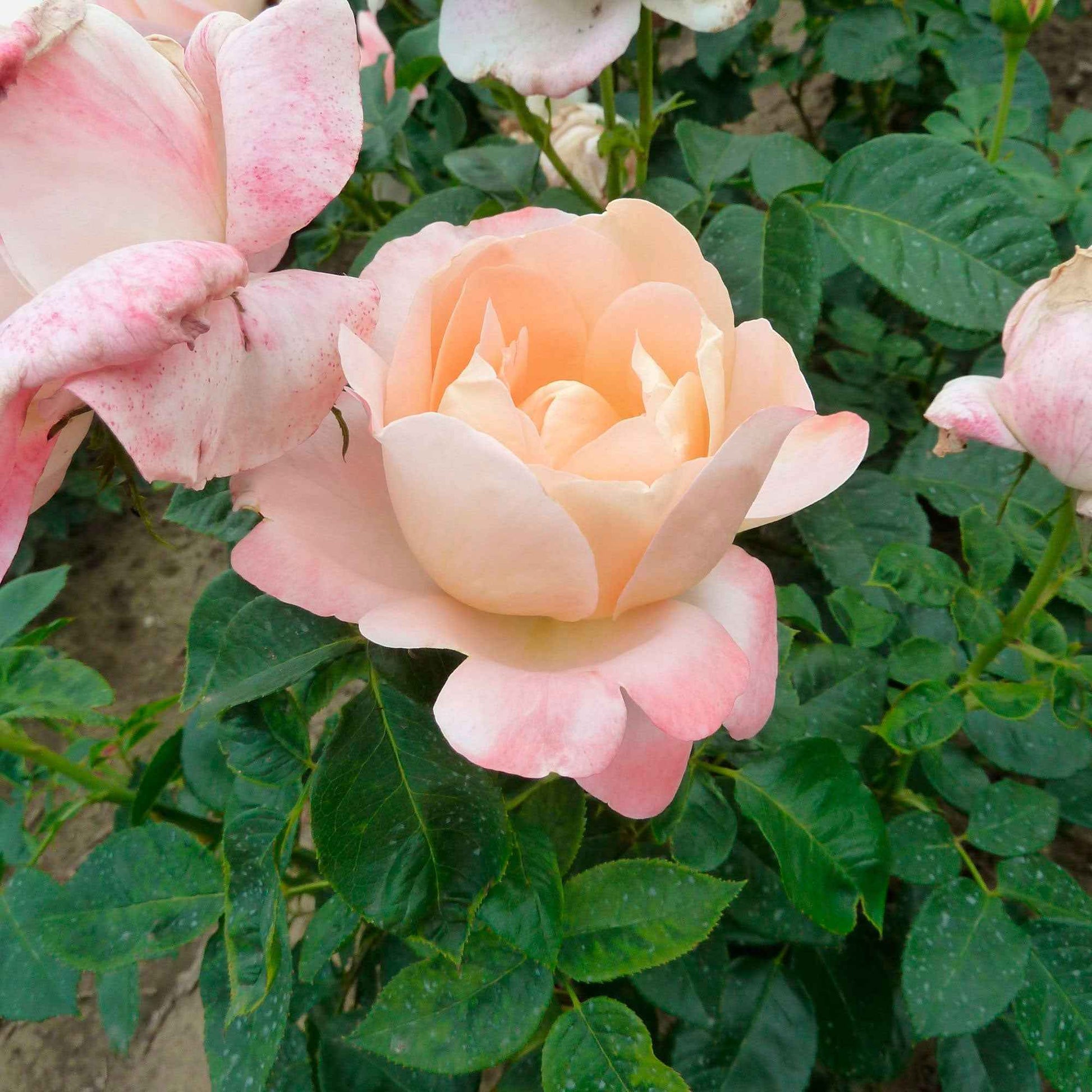 Grootbloemige roos Rosa Isabelle Autissier ® Roze-Geel - Winterhard - Plant eigenschap