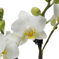 Vlinderorchidee Phalaenopsis Lausanne Wit - Diervriendelijke kamerplanten