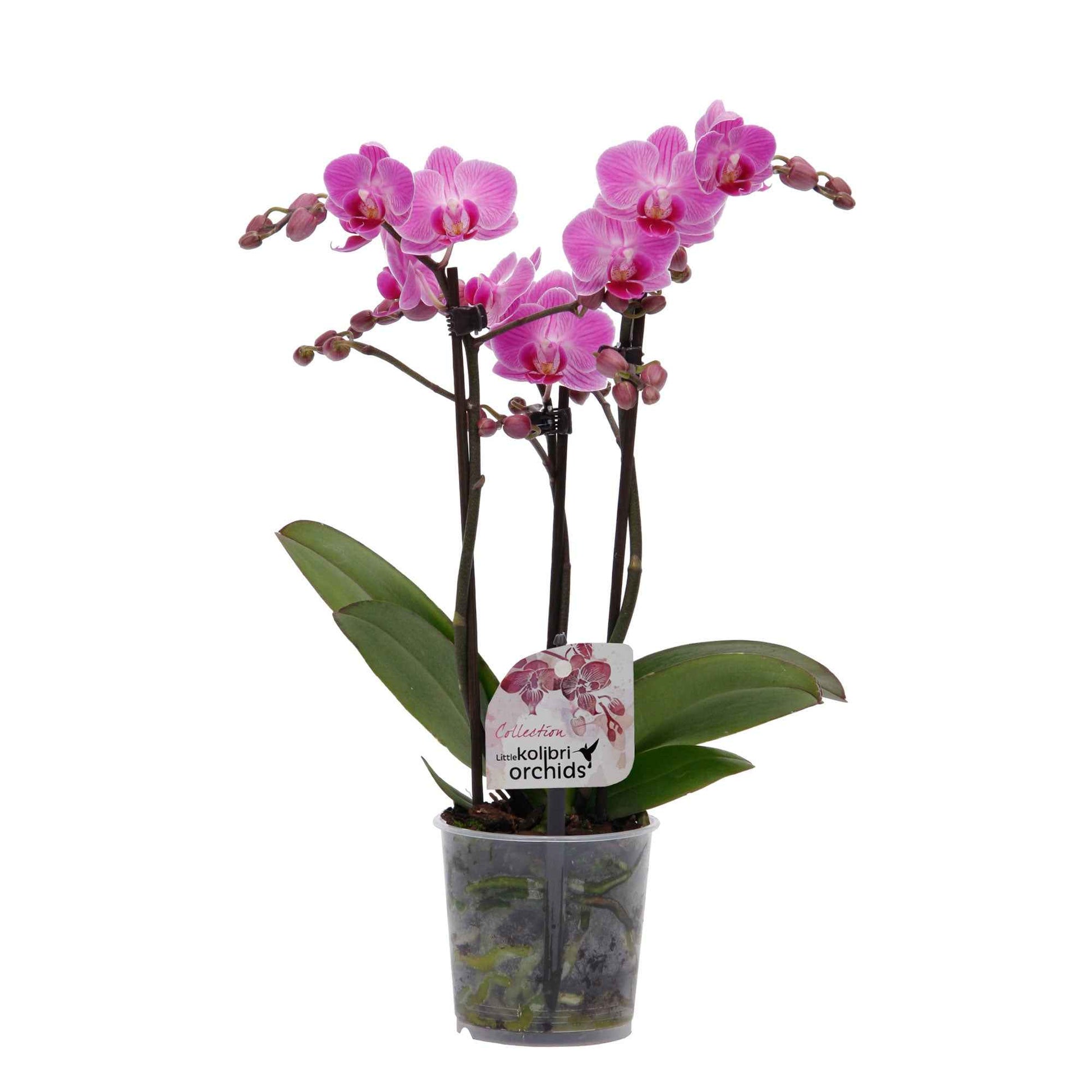 Vlinderorchidee Phalaenopsis Vienna Roze - Bloeiende kamerplanten