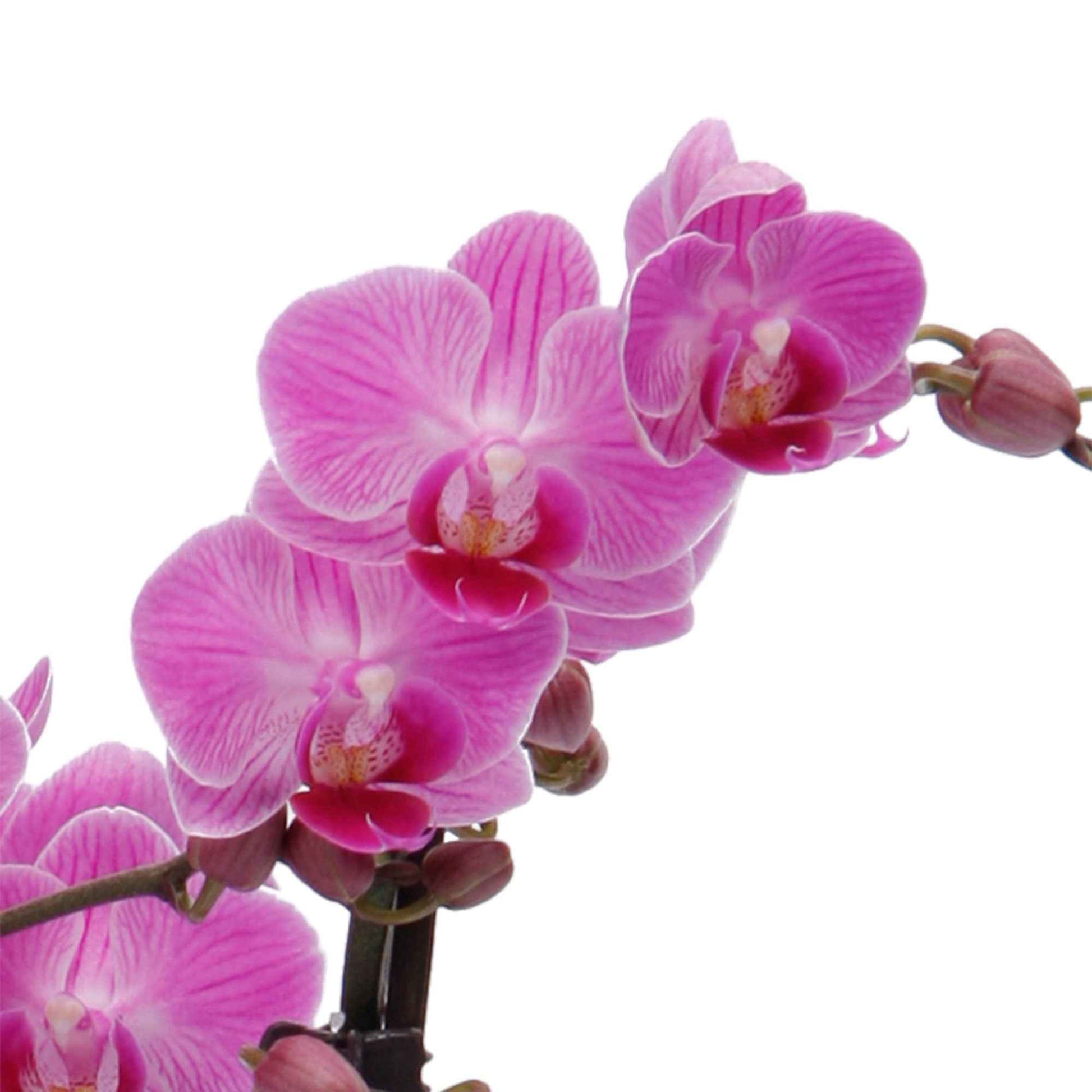 Vlinderorchidee Phalaenopsis Vienna Roze - Diervriendelijke kamerplanten