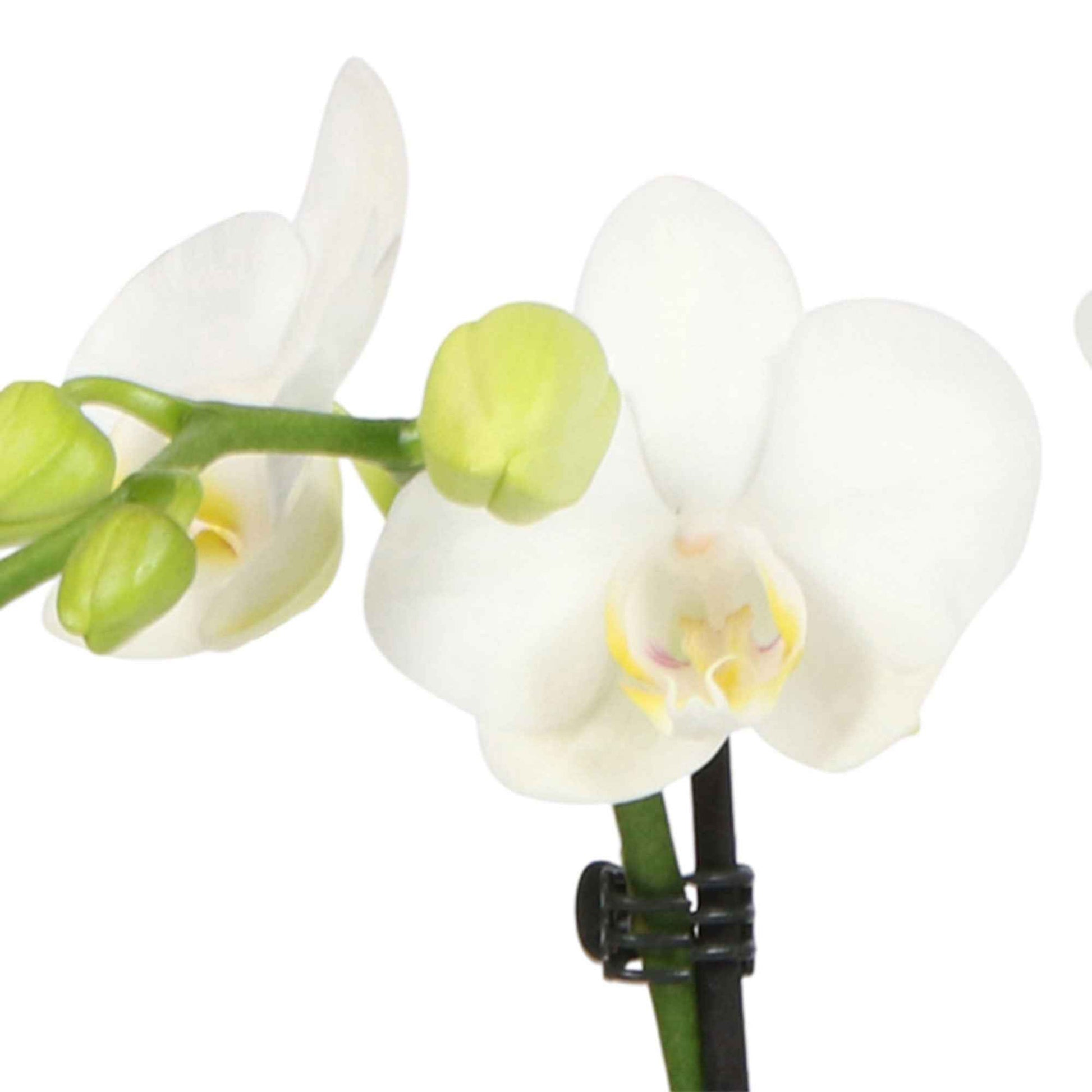 Vlinderorchidee Phalaenopsis Amabilis incl. sierpot grijs - Binnenplant in pot cadeau