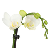 Vlinderorchidee Phalaenopsis Amabilis Wit incl. sierpot groen - Bloeiende kamerplanten