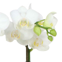 Vlinderorchidee Phalaenopsis Amabilis Wit incl. sierpot wit - Bloeiende kamerplanten