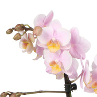 Vlinderorchidee Phalaenopsis Andorra Roze incl. sierpot - Bloeiende kamerplanten