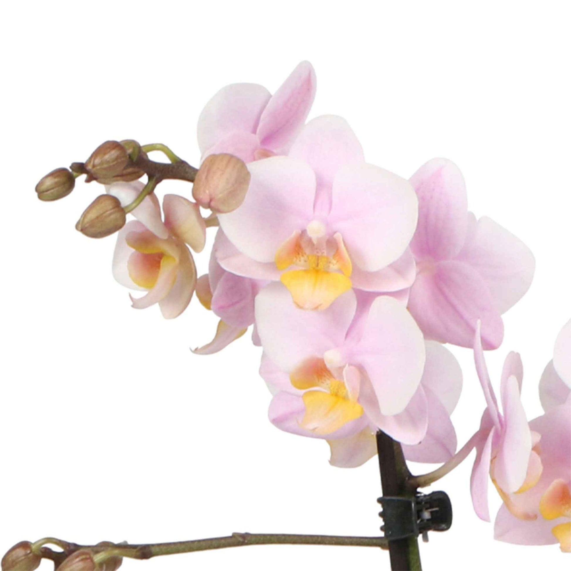 Vlinderorchidee Phalaenopsis Andorra Roze incl. sierpot - Diervriendelijke kamerplanten